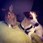 Teddy Fox - @teddy_and_fox - Instagram