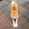 Teddyfox21 - @teddyfox21 - TikTok