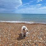 Theodore Frederick (Teddy) - @teddy_freddy_shichon - Instagram