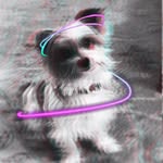 Teddy Freeman - @teddy.agility - Instagram