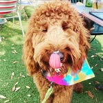 Teddy Freeman - @thedoggieteddy - Instagram