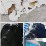 Teddy | Belle | Gage - @our_dogos - Instagram