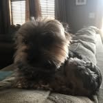 Teddy Gallagher - @i_am_teddytheyorkie - Instagram