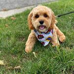 Ted Williams Gamble - @ted_teddy_williams_gamble - Instagram