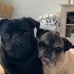 Teddy And Darla  Gardner - @theo_and_darla - Instagram