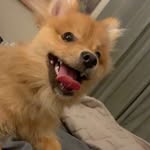 teddy the pomeranian - @teddygardnerthepom - Instagram