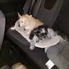 Teddy Gibson - @teddy.gibson7 - TikTok