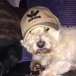 Teddy Gibson The Westie - @teddy.gibson4 - Instagram