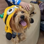Teddy Gil 🐾 - @soyteddy_yorkshire - Instagram