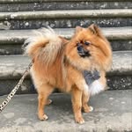 Teddy - @teddy_gill_chelsea - Instagram