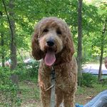 Teddy Gill (Teds) - @teddythegoldendoodlepup - Instagram