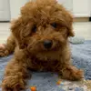 teddy.gill_thetoypoodle - @teddy.gill_toypoodle - TikTok