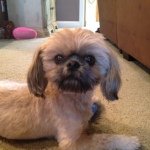 Teddy - @teddybeargilmore - Instagram