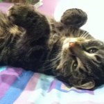 Teddy,s Loving Owner - @teddygilmore18 - Instagram