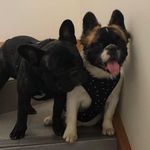 Teddy and Bear the Frenchies - @teddyandbeargoodman - Instagram