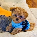 Teddy Graham Goodwin - @teddy_on_insta_graham - Instagram