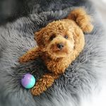 Teddy Graham - @teddygrahampoodle - Instagram
