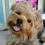 Teddy Graham - @teddy.instagraham - Instagram