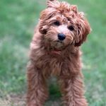 Teddy Graham - @fluffedup_teddy - Instagram