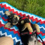 Teddy Graham - @theodoregrahamburke - Instagram