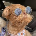 𝐓𝐞𝐝𝐝𝐲 𝐆𝐫𝐚𝐡𝐚𝐦 𝐁𝐞𝐚𝐫 - @haaveyoumet_teddy - Instagram