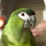 teddyhahnsmacaw - @teddyhahnsmacaw - Instagram