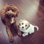 Messrs Teddy & Hamilton - @teddyandhamiltoncavoodles - Instagram