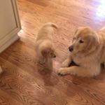 Teddy and Hamilton - @teddyandhamilton - Instagram