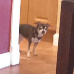 Teddy Hamilton🐾 - @tedthe_chihuahua_ - Instagram
