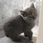 Teddy Hamilton - @teddy_the_cat_h4milton - Instagram