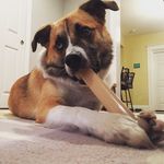 Teddy Hamilton - @teddytails - Instagram