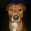teddy Hamilton - @teddy.hamilton5 - TikTok
