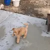 teddy my dog - @teddy.hamilton - TikTok