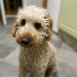 Teddy - @teddy_boo_hamilton - Instagram
