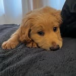 Teddy - @teddy_hamilton1 - Instagram