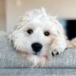 Teddy - @teddybearharmon - Instagram