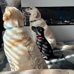 Adventures of Astro, Teddy and baby Harper - @astroteddyandharper - Instagram