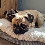 Pugley and Teddy Harper - @pugpugleyandteddy - Instagram