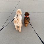 Teddy and Harper - @harper_teddygram - Instagram