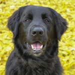 Teddy Harper - @teddyharperthedog - Instagram