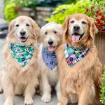 Louie, Baby Grace, Teddy😇& Harper😇 - @hoosierfavoritegoldens - Instagram