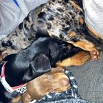 Teddy&Harper&Willow - @teddyharperwillow - Instagram
