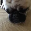 Pearl the pug - @teddyharris0 - TikTok