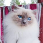 Teddy & Harris Cat Bae - @teddy_harris_catbae - Instagram