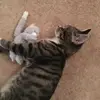 Teddy - @teddy.hatton - TikTok