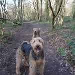 Teddy - @teddyhatton_the_airedale - Instagram