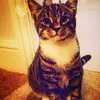 teddyhatton1875 - @teddy.the.kitten.x - TikTok