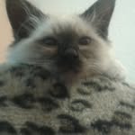 Heilige Birma - @teddy_heilige_birma - Instagram