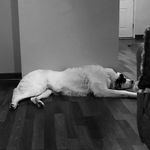Teddy Henderson - @tedbrosevelt - Instagram