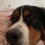 teddy henderson - @teddybearhenderson - Instagram